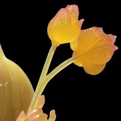 Tượng Bồ Tát Văn Thù, Phổ Hiền Ngồi Trên Linh Vật, Chất Liệu Bột Đá Thạch Anh CAO CẤP, Cao 48cm 6 Tuong Bo Tat Van Thu Pho Hien Ngoi Tren Linh Vat Chat Lieu Bot Da Thach Anh CAO CAP Cao 48cm 19